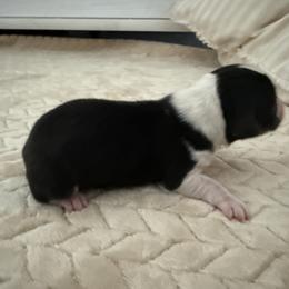 Emma - Black and white female American Corgi puppy in Decatur, Texas from Bar S Corgis