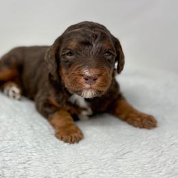 Cappuccino - Phantom male Bernedoodle puppy in Fleming, Colorado from Vandenbark Doodles