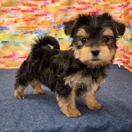 Banks - Black & tan tri-color male Morkie puppy in Monticello, Iowa from Ashley’s Puppies