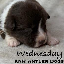 Wednesday - Liver and white female American Corgi puppy in Grants Pass, Oregon from KnR Antler Dogs ~ Labrador Retrievers & Corgis