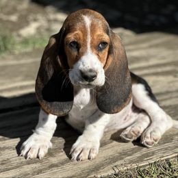 Bright yellow collar female - Black brown and white female Basset Hound puppy in Lindley, New York from Hill Top Basset Hounds & Cane Corso