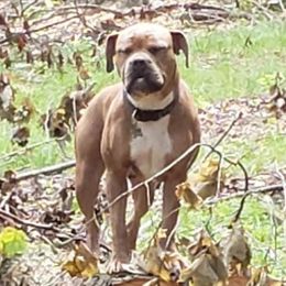 Biddy - Olde English Bulldogge