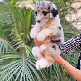 Aussiedoodle, Bernedoodle, Goldendoodle, and Poodle Puppies from Teddy Doodles & Standard Poodles
