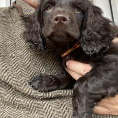 Boykin Spaniel Puppies from Indian Field Boykins