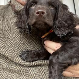 Boykin Spaniel Puppies from Indian Field Boykins