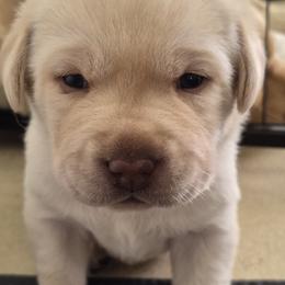 Amy Lee - Yellow female Labrador Retriever puppy in Greenwich, Ohio from Pure Gem Kennel