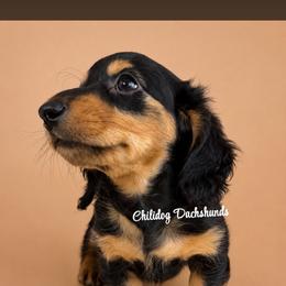 Black  Tan Boy - Black and tan male Dachshund puppy in Mineral Wells, Texas from Chilidog Dachshunds