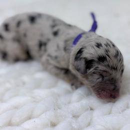 Purple Collar - Blue merle female Australian Shepherd puppy in San Marcos, California from Faith Family Freedom Farm