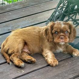 Cavalier King Charles Spaniel Puppies from Enchanted Cavaliers