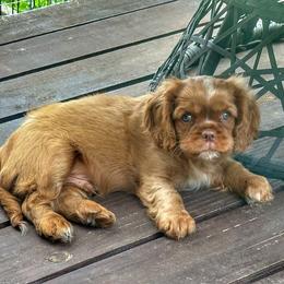 Cavalier King Charles Spaniel Puppies from Enchanted Cavaliers