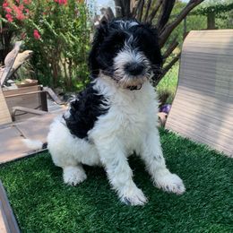 Aussiedoodle Puppies from Deason Doodles
