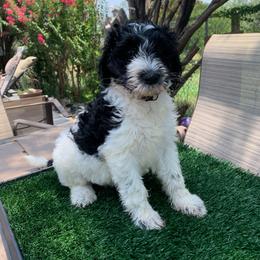 Aussiedoodle Puppies from Deason Doodles
