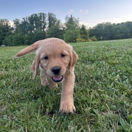 Golden Retriever Puppies from Apple Country Retrievers