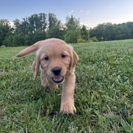 Golden Retriever Puppies from Apple Country Retrievers