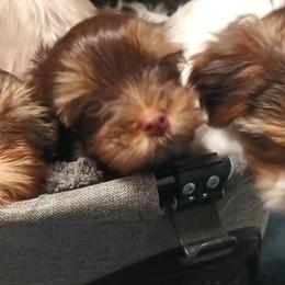 Yorkshire Terriers from Misty Butts
