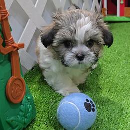 Luka - Brindle and white male Mal-Shi puppy in Aurora, Missouri from KnJ Precious Paws LLC