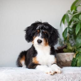 Mocha - Black tri-color male Aussiedoodle puppy in Tonopah, Arizona from Kae's Kennels