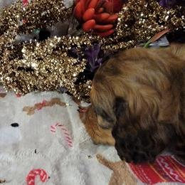 Dachshund Puppies from CLARK'S BREEDING PROGRAM
