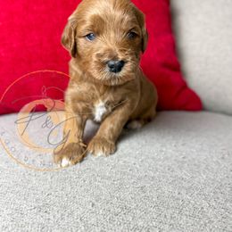 Holly (red collar) - Apricot female Goldendoodle puppy in Murrieta, California from Apricot Poodles & Goldendoodles, LLC