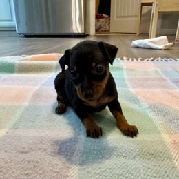 Preston - Black and tan male Miniature Pinscher puppy in Eatonton, Georgia from TNT Puppies