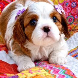 Trix - Blenheim female Cavalier King Charles Spaniel puppy in Greensboro, North Carolina from Hyde Park Cavaliers