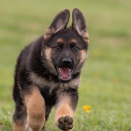 German Shepherds from Zederntal Shepherds