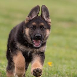 German Shepherds from Zederntal Shepherds