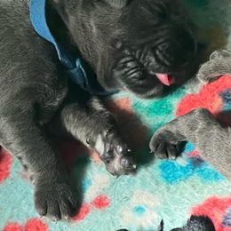 Cane Corso Puppies from Killing Joke Kennels, LLC