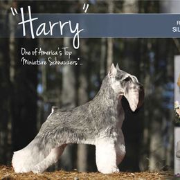 Miniature Schnauzers from Legend's Miniature Schnauzers