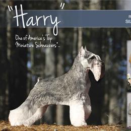 Miniature Schnauzers from Legend's Miniature Schnauzers