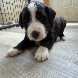 Green bean - Green - Black and white female Aussiedoodle puppy in Eolia, Missouri from Barefoot Kennel
