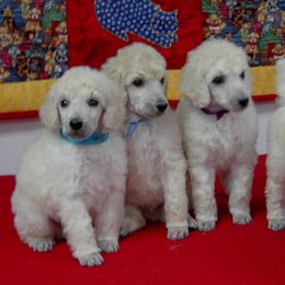Poodle Puppies from DancingCloud Kennels