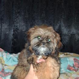 Brandi - Red and white female Shih Tzu puppy in Birmingham, Alabama from K&D kennels