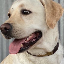 Maggie - Labrador Retriever