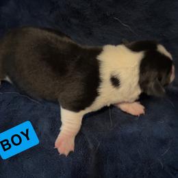 Pembroke Welsh Corgi Puppies from Kelsie Prieskorn