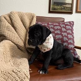 Midnight - Black female Cane Corso puppy in Utah from 3Lake Kennelz