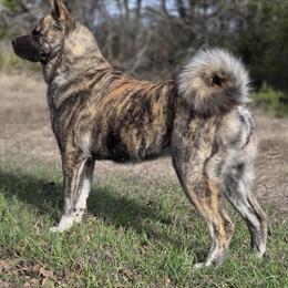 Nana - Akita