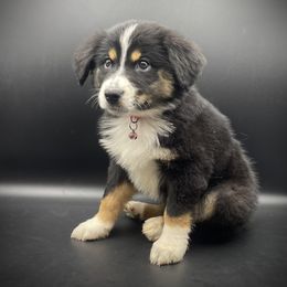 Roxy - Black tri female Miniature Australian Shepherd puppy in Liberty, South Carolina from Alexander Canines