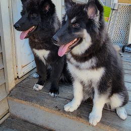 Siberian Husky Puppies from Star Blue Siberians