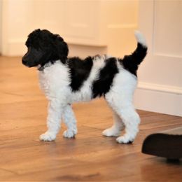 Poodle Puppies from Chapel Hill Poodles