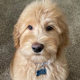 Goldendoodles from Fancy Pants Doodles