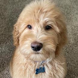 Goldendoodles from Fancy Pants Doodles