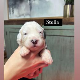Stella - Gray and white female Old English Sheepdog puppy in Bristol, Indiana from Ridgeruns OES