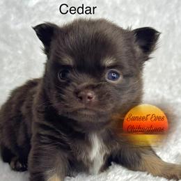 Chihuahua Puppies from Sunset Eves Chihuahuas