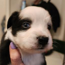 Boy 2 - Black & white male Toy Australian Shepherd puppy in Ocala, Florida from Crazy Aussie Chaos