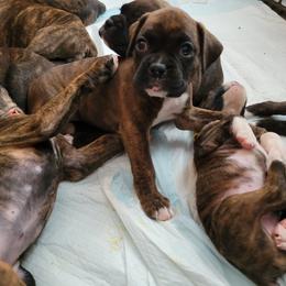Boxer Puppies from Keen Boxers