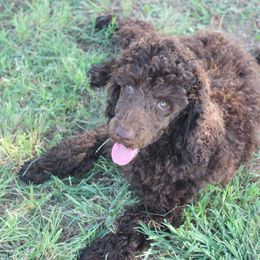 Aussiedoodle All Grown Up from Steen Ranch Doodles