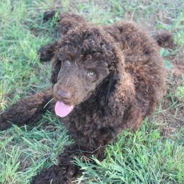 Aussiedoodle All Grown Up from Steen Ranch Doodles