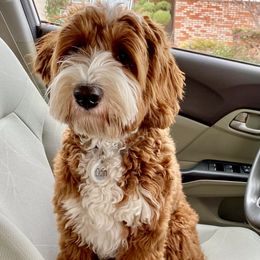 Australian Labradoodle Puppies from Cascade Canyon Labradoodles