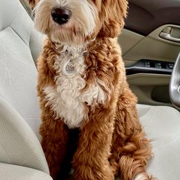 Australian Labradoodle Puppies from Cascade Canyon Labradoodles